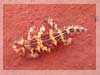 Thorny Devil