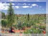 Outback und Grass Trees